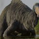 A large Deinocheirus dinosaur on the show.